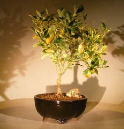 Variegated Orange Citrus Bonsai Tree<br><i> ('Calamondin' variegata)</i>
