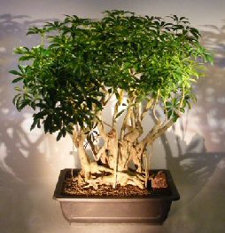 Hawaiian Umbrella Bonsai Tree<br> Banyan Root Style<br> <i>(arboricola schefflera)</i>