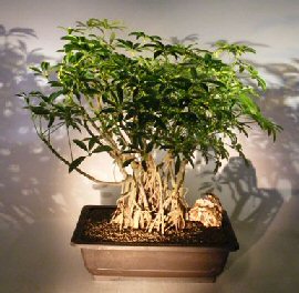 Hawaiian Umbrella Bonsai Tree <br>Banyan Root Style<br><i> (arboricola schefflera)</i>