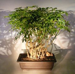 Hawaiian Umbrella Bonsai Tree <br>Banyan Root Style<br><i> (arboricola schefflera)</i>