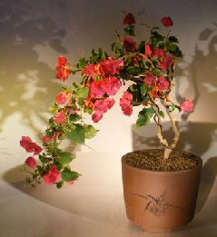 Flowering Bougainvillea Bonsai Tree<br>Cascade Style<br><i>(pink pixie)<i>