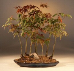 Japanese Red/Green Maple Bonsai Tree<br><i>(acer palmatum)</i>