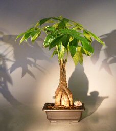 Money Bonsai Tree - Braided Trunk<br><i>(pachira aquatica)</i>