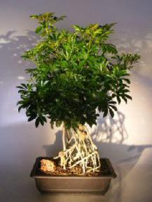 Hawaiian Umbrella Bonsai Tree<br> Banyan Style<br><i> (arboricola 'schfflera')</i>