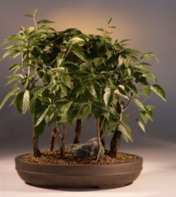 Japanese Flowering Cherry Bonsai Tree<br><i>(prunus serrulata)</i>