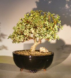 Baby Jade Bonsai Tree - Variegated<br><i> (portulacaria afra variegata)</i>