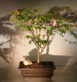 Flowering Japanese Wisteria Bonsai Tree<br><i> (wisteria floribunda)</i>