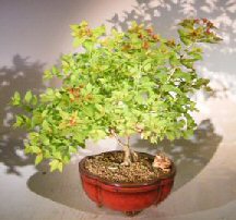 Flowering Spirea Bonsai Tree<br><i>(spiraea 'dumalda')</i>