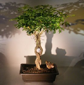 Hawaiian Umbrella Bonsai Tree <br> Braided Trunk with Golf Ball<br><i>(arboricola schfflera)</i>