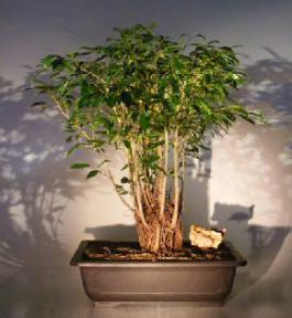 Ficus Bonsai Tree Forest Group <br><i>(ficus benjamina)</i>