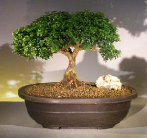 Japanese Kingsville Boxwood Bonsai Tree<br><i> (buxus microphylla compacta)</i>