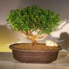 Japanese Kingsville Boxwood Bonsai Tree <br><i>(buxus microphylla compacta)</i>