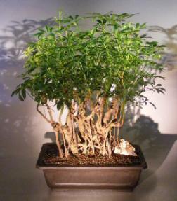 Hawaiian Umbrella Bonsai Tree<br>Banyan Root Style<br><i> (arboricola 'schefflera')</i>