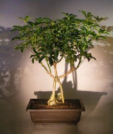 Hawaiian Umbrella Bonsai Tree<br> Roots Growing Over Rock<br><i>(arboricola schefflera 'luseanne')</i>