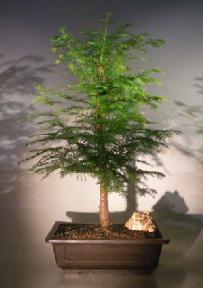 Redwood Bonsai Tree<br><i>(metasequoia glyptostroboides)</i>