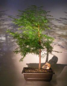 Redwood Bonsai Tree <br><i>(metasequoia glyptostroboides)</i>