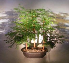 Redwood Bonsai Tree Forest Group<br><i>(metasequoia glyptostroboides)</i>
