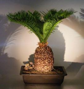 Sago Palm Bonsai Tree<br><i> (cycas revoluta)</i>