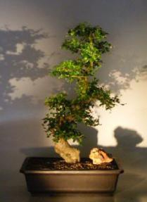 Flowering Fukien Tea Bonsai Tree<br><i>(ehretia microphylla)</i>