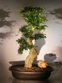 Flowering Fukien Tea Bonsai Tree<br><i> (ehretia microphylla)</i>