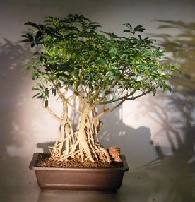 Hawaiian Umbrella Bonsai Tree<br>Banyan Style <br><i>(arboricola schfflera)</i>