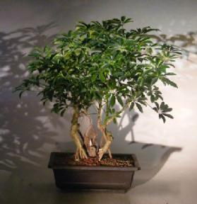 Hawaiian Umbrella Bonsai Tree<br>Banyan Style<br><i>(arboricola schfflera)</i>