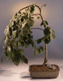 Weeping Copper Beech Bonsai Tree<br><i>(fagus sylvatica 'purpurea pendula')</i>