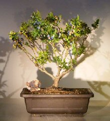 Flowering Top Hat Blueberry Bonsai Tree<br><i>(vaccinium corymbosum argustifolium)</i>