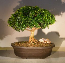 Japanese Kingsville Boxwood Bonsai Tree<br><i>(buxus microphylla compacta)</i>