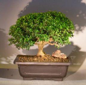 Japanese Kingsville Boxwood Bonsai Tree<br><i>(buxus microphylla compacta)</i>