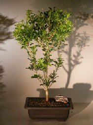 Flowering Chinese Perfume Bonsai Tree<br><i>(aglaia orodata)</i>