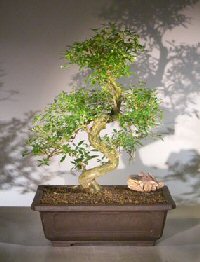 Chinese Flowering White Serissa Bonsai Tree<br><i>(serissa japonica)</i>