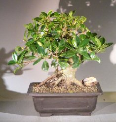 Green Emerald Ficus Bonsai Tree<br>Banyan Style<br><i>(ficus microcarpa)</i>