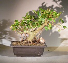 Green Emerald Ficus Bonsai Tree<br>Banyan Style<br><i>(ficus microcarpa)</i>