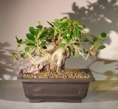 Green Emerald Ficus Bonsai Tree<br>Banyan Style<br><i>(ficus microcarpa)</i>