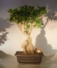 Ginseng Ficus Bonsai Tree<br><i>(Ficus Retusa)</i>