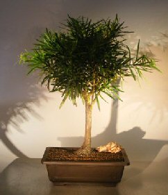 Flowering Podocarpus Bonsai Tree<br><i>(podocarpus macrophyllus)</i>
