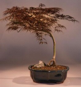 Japanese Maple Bonsai Tree<br><i>(acer palmatum 'shidare')</i>