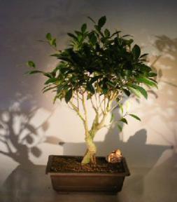 Ficus Benjamina Bonsai Tree<br>Curved Trunk Style<br><i>(ficus benjamina)</i>
