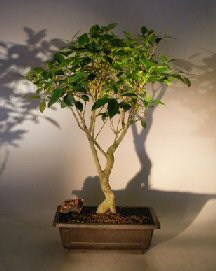 Ficus Benjamina Bonsai Tree<br>Curved Trunk Style<br><i>(ficus benjamina)</i>