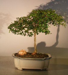 Chinese Elm Bonsai Tree<br>Braided Trunk Style<br><i>(ulmus parvifolia)</i>