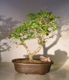 Flowering Premna Bonsai Tree<br><i>(premna obtusifolia)</i>