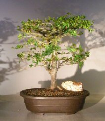 Flowering Premna Bonsai Tree<br><i>(premna obtusifolia)</i>