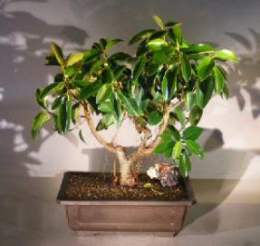 Dwarf African Strangler Fig<br><i>(ficus natalensis)</i>