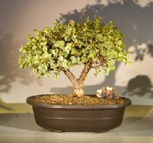 Baby Jade Bonsai Tree - Variegated<br><i>(portulacaria afra variegata)</i>