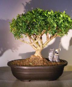 Japanese Kingsville Boxwood Bonsai Tree<br><i>(buxus microphylla compacta)</i>