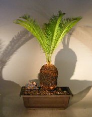 Sago Palm Bonsai Tree<br><i>(cycas revoluta)</i>