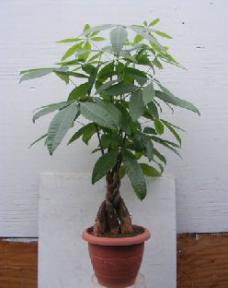 Money Bonsai Tree - Braided Trunk<br><i>(pachira aquatica)</i>