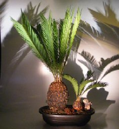 Sago Palm Bonsai Tree with Baby <br><i>(cycas revoluta)</i>