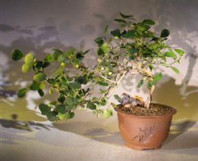 Mistletoe Fig - Cascade Style<br><i>(ficus diversifolia)</i>